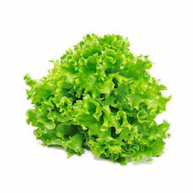 Lettuce Lolo Green Bionda  - 250g