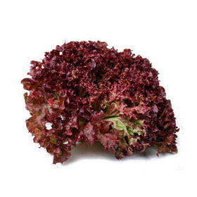 Lettuce Lollo Rosso 200 gm