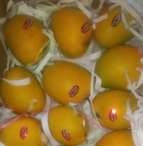 Premium Alphonso Mango (By Air) Dubai - Online Shop For Indian Mangoes In UAE - Dubai, AbuDhabi, Ajman & Sharjah.