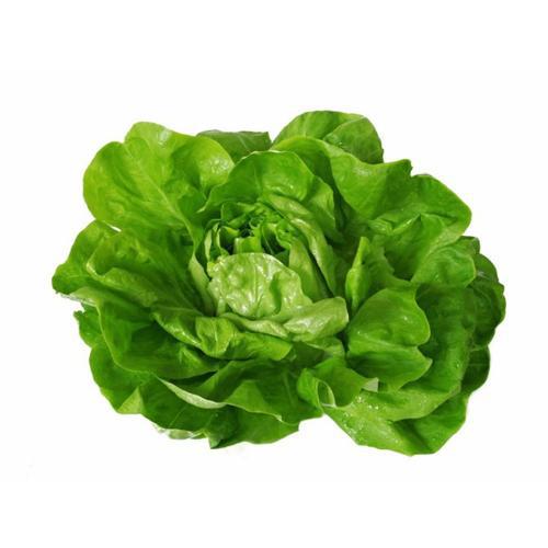 Shop Boston Lettuce in UAE (Dubai, Sharjah, Abu Dhabi, Ajman) - FruitsBox.ae