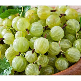 Green Gooseberry (Amla) - 500g