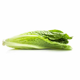 Lettuce Romaine Box