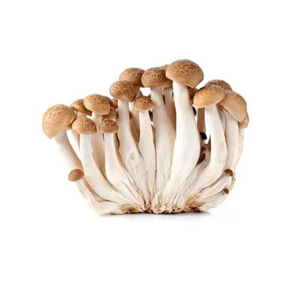Shop Brown Shimeji Mushroom in UAE (Dubai, Sharjah, Abu Dhabi, Ajman) - FruitsBox.ae