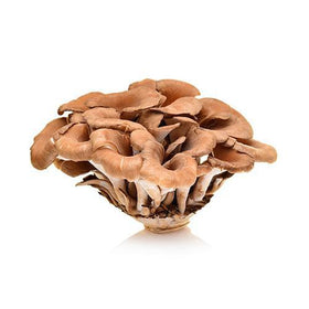 Maitake Mushroom - Pack