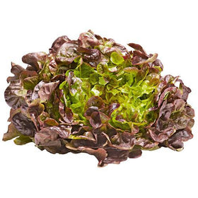 Oakleaf Lettuce - 200g