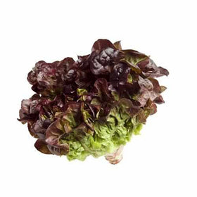 Oakleaf Red Lettuce  - Piece